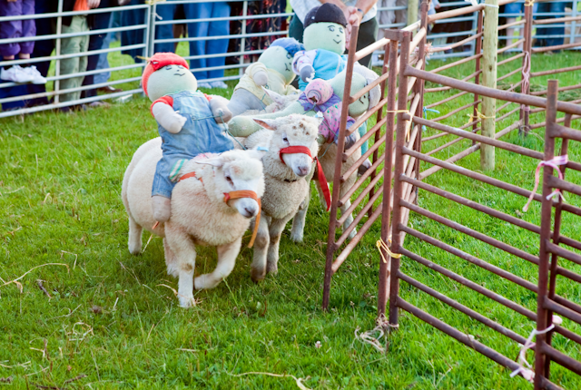 Frampton Sheep and Pony Racing 